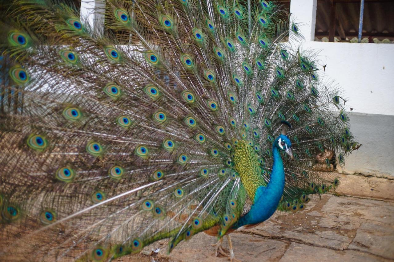 Fazenda Bela Riba Barrinha (Rio de Janeiro)